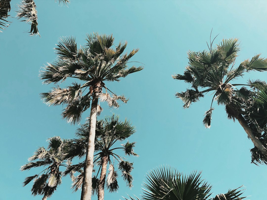 Palm trees and warm South Texas scenery representing Harlingen seller services
