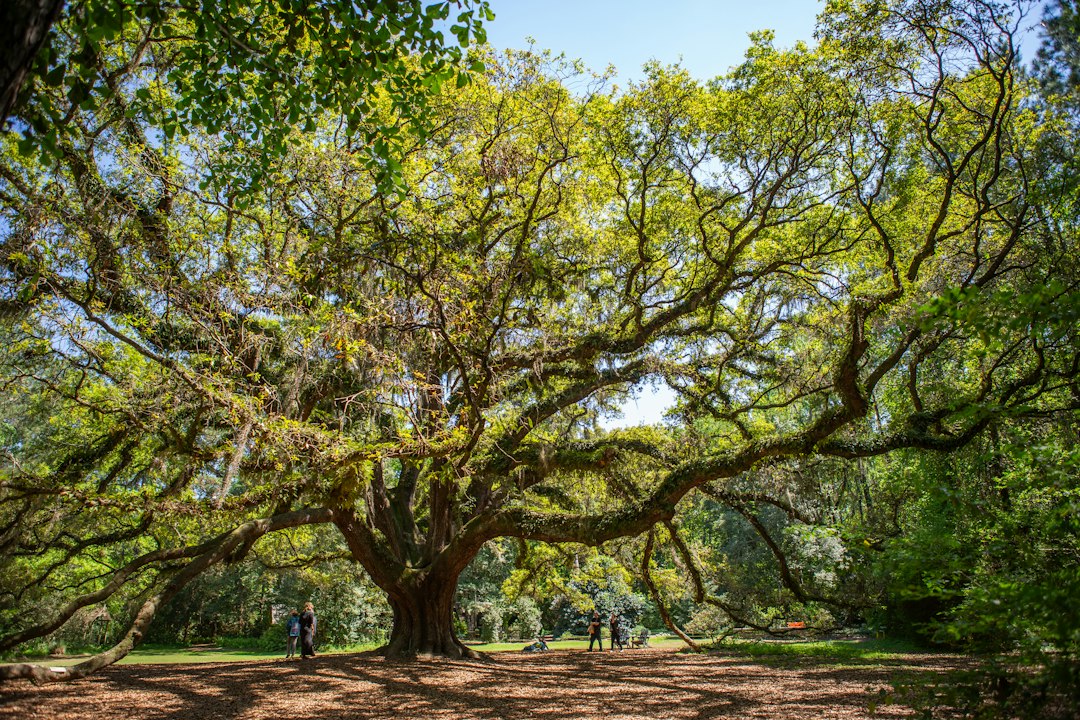 Large oak tree and green landscape representing Tallahassee Florida