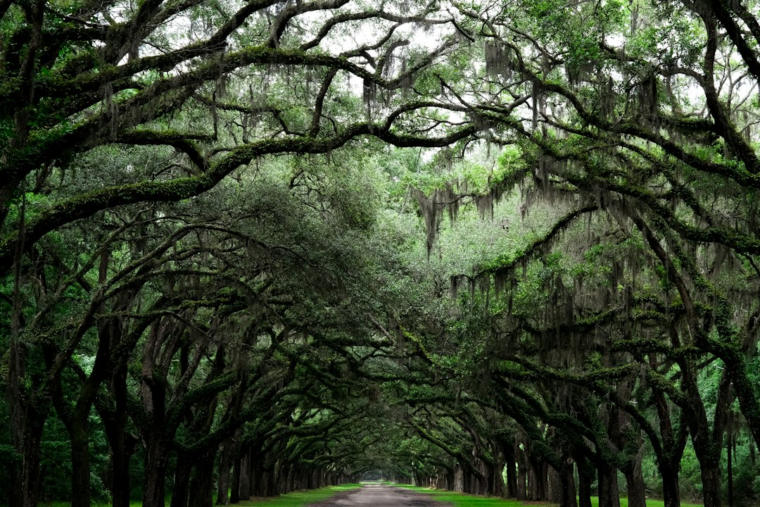 Live oak avenue at Wormsloe Historic Site in Savannah, Georgia